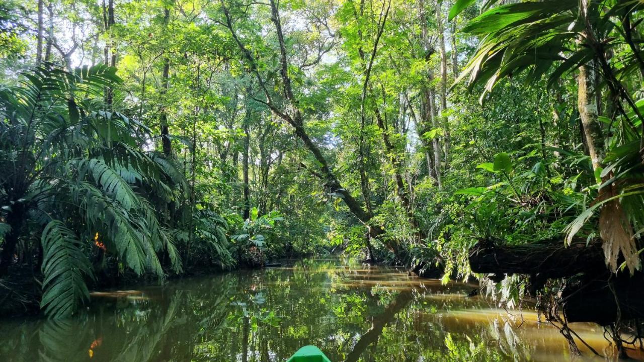 Wildlife Art Tortuguero Hotel Ngoại thất bức ảnh