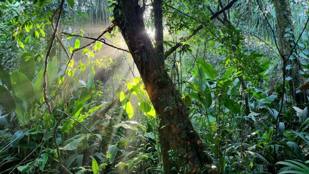 Wildlife Art Tortuguero Hotel Ngoại thất bức ảnh