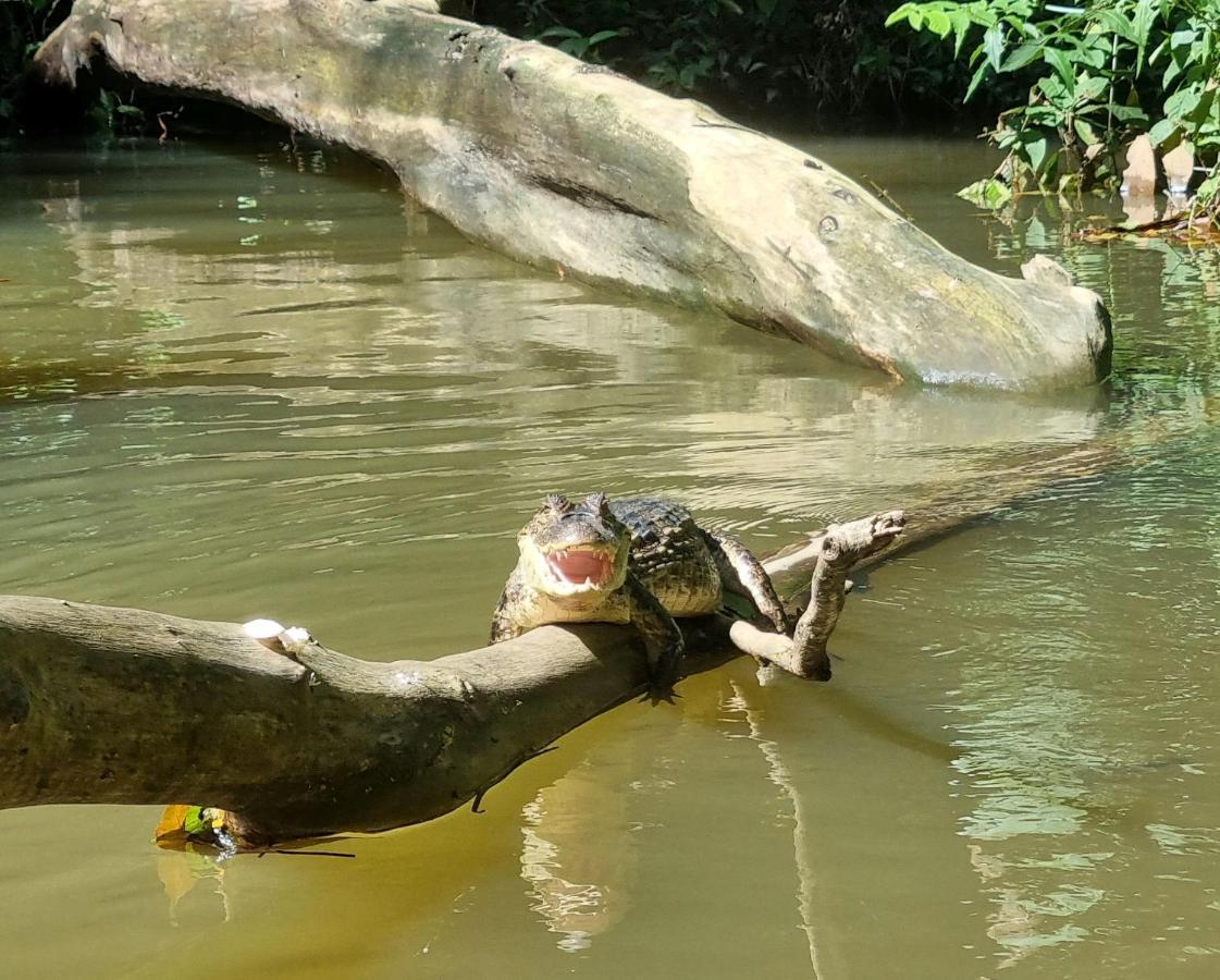 Wildlife Art Tortuguero Hotel Ngoại thất bức ảnh