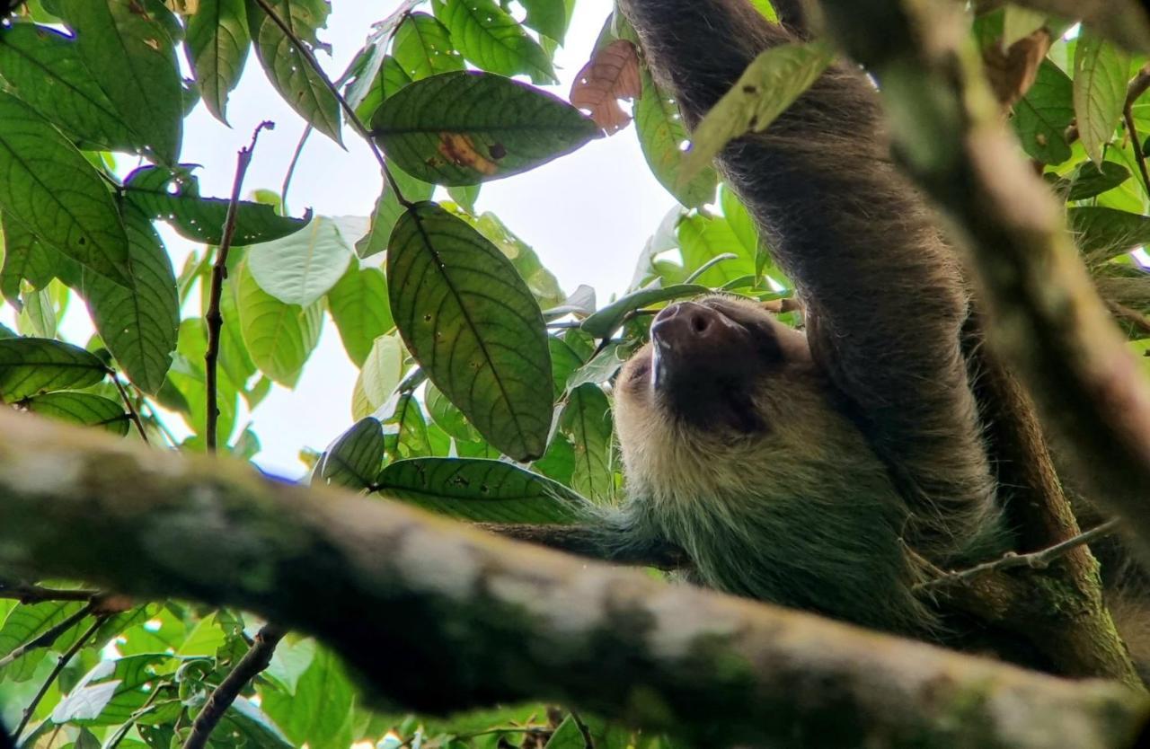 Wildlife Art Tortuguero Hotel Ngoại thất bức ảnh