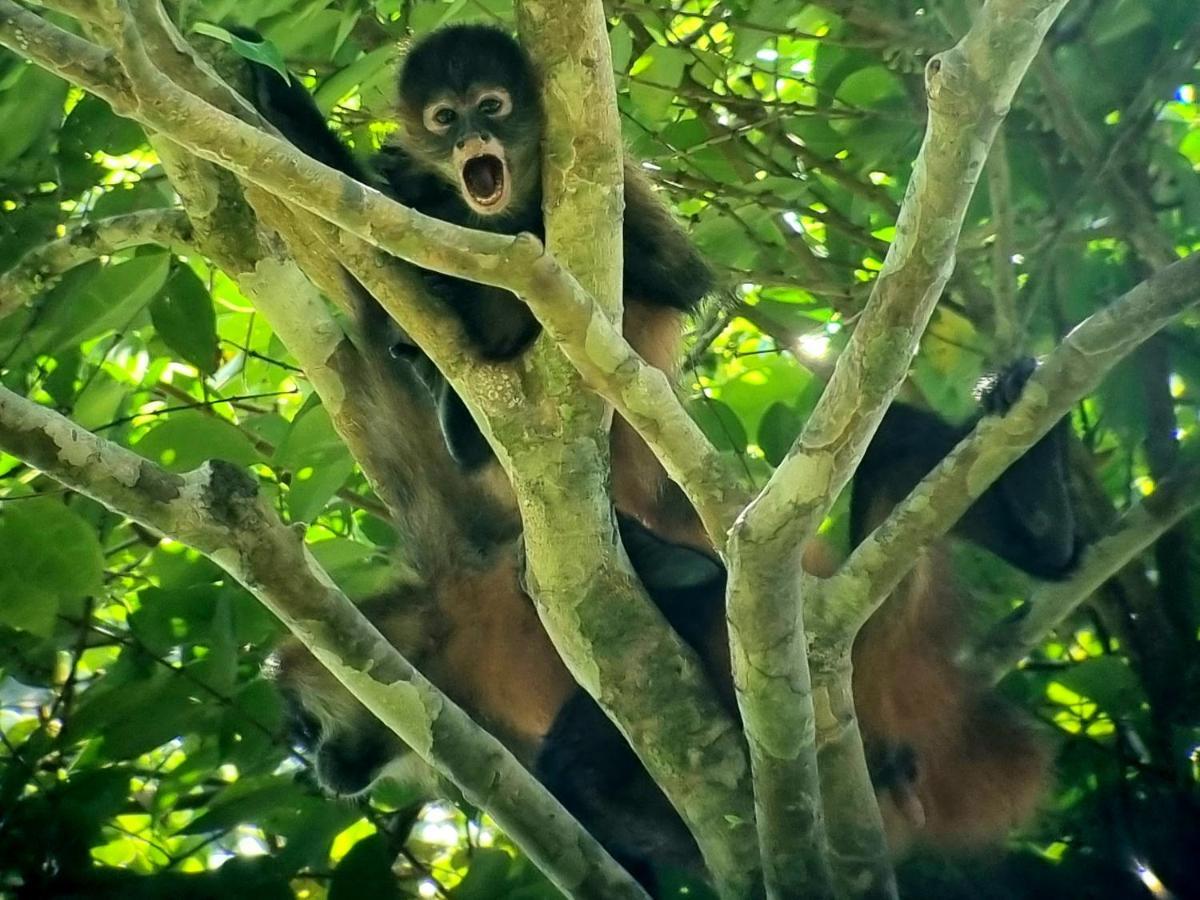 Wildlife Art Tortuguero Hotel Ngoại thất bức ảnh