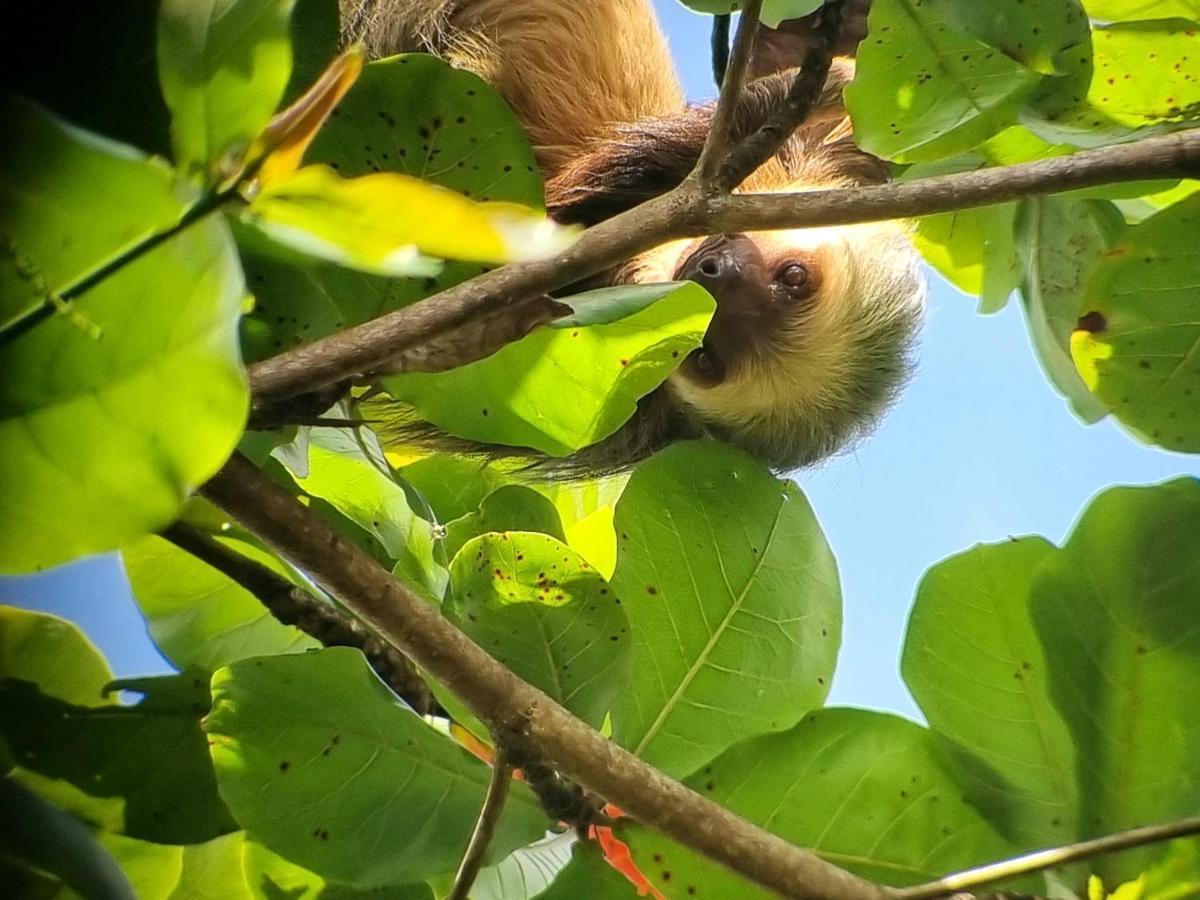 Wildlife Art Tortuguero Hotel Ngoại thất bức ảnh