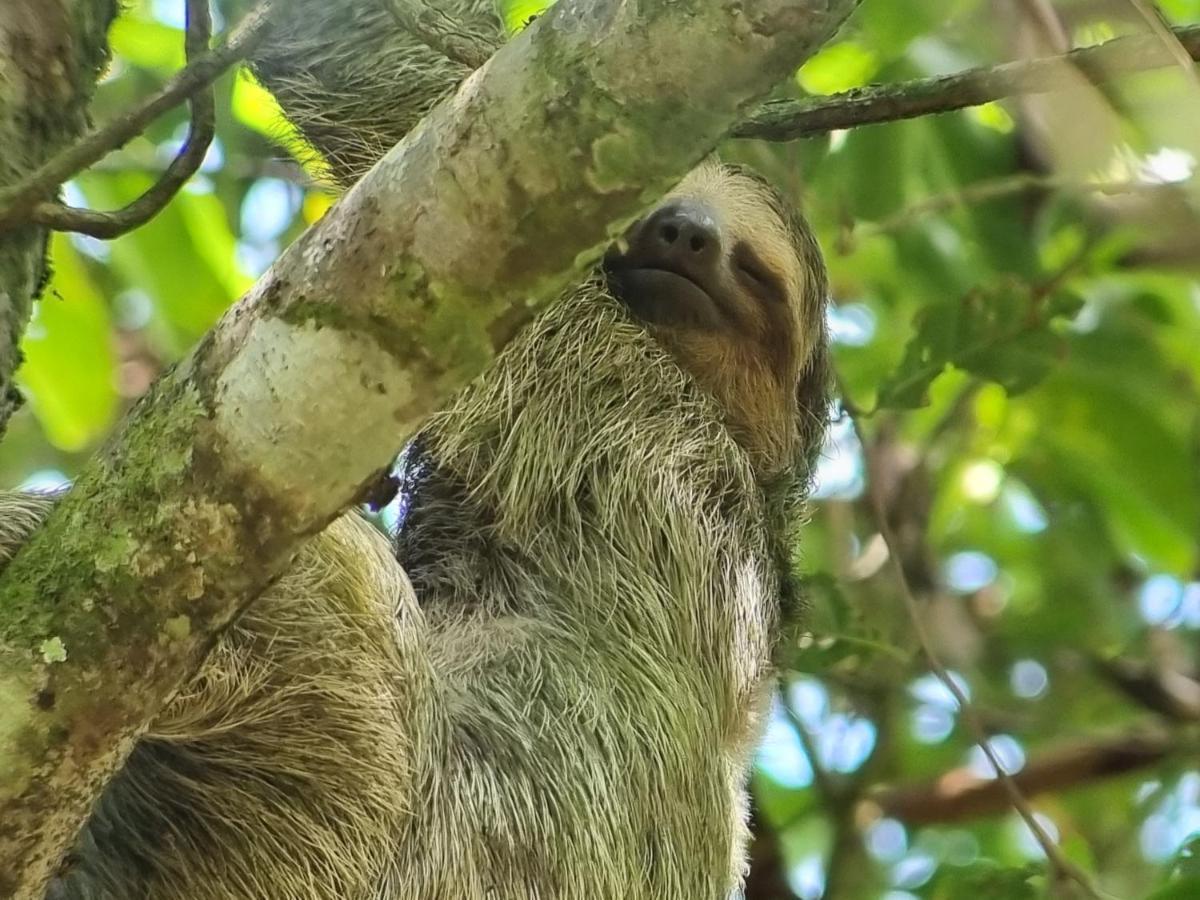Wildlife Art Tortuguero Hotel Ngoại thất bức ảnh
