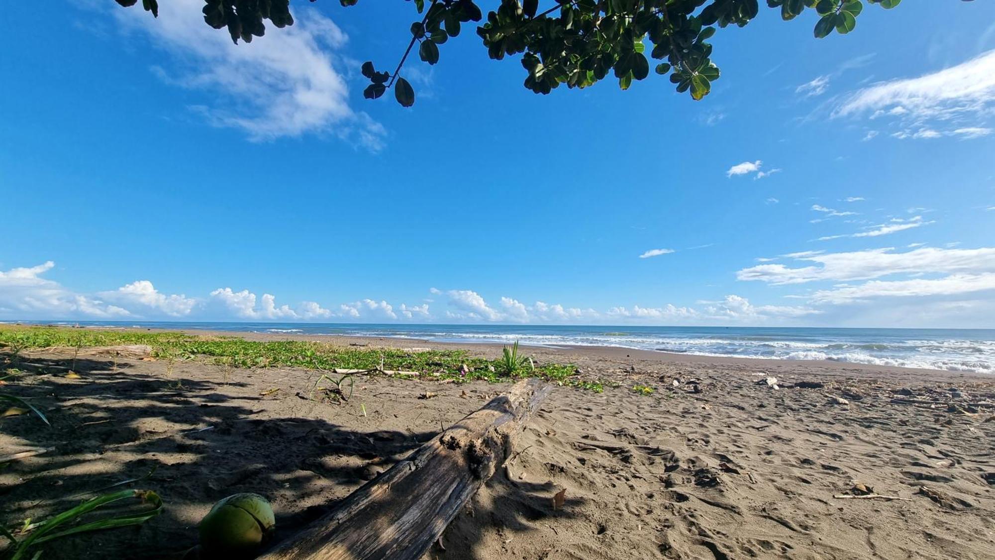 Wildlife Art Tortuguero Hotel Ngoại thất bức ảnh