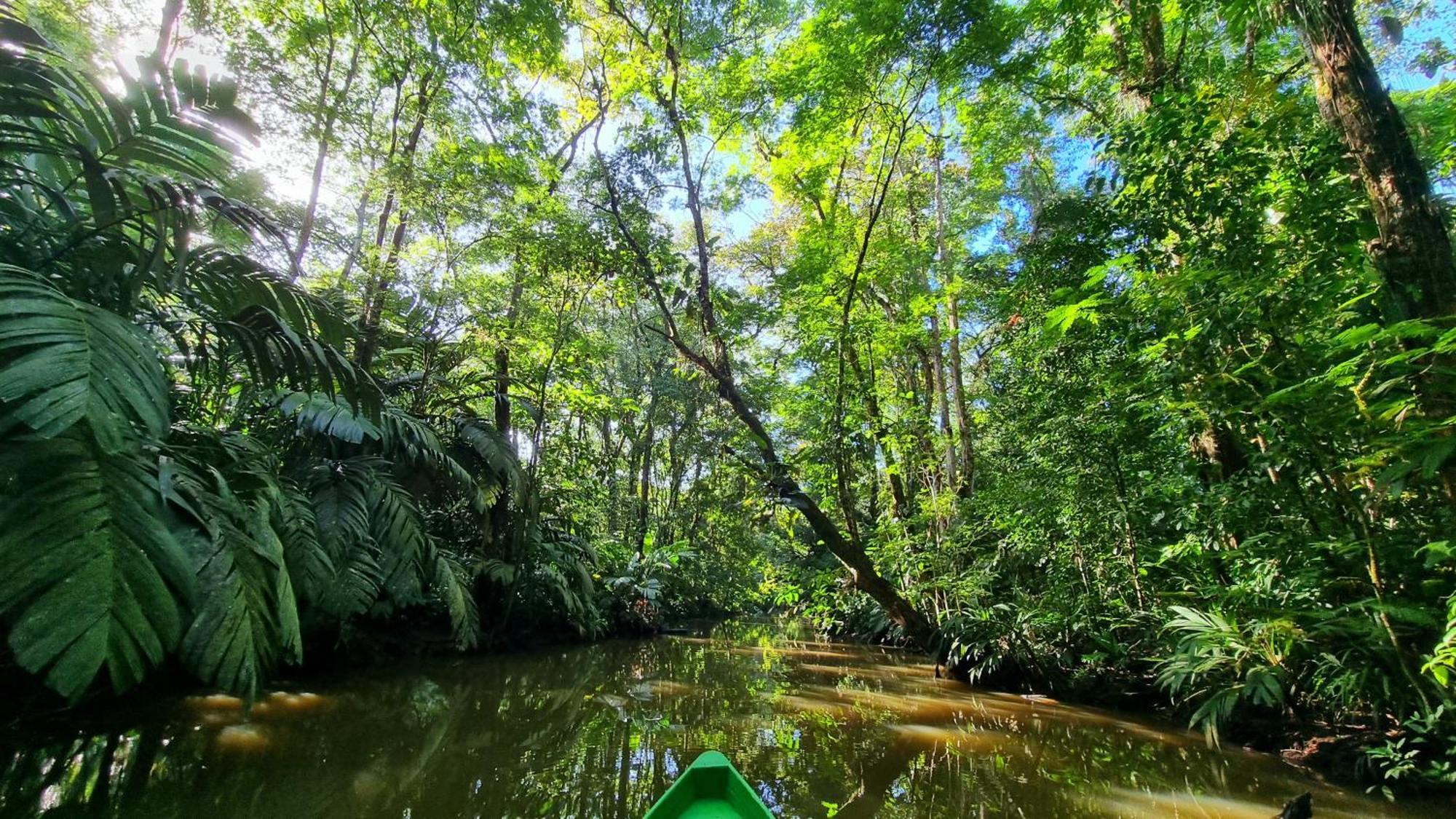 Wildlife Art Tortuguero Hotel Ngoại thất bức ảnh