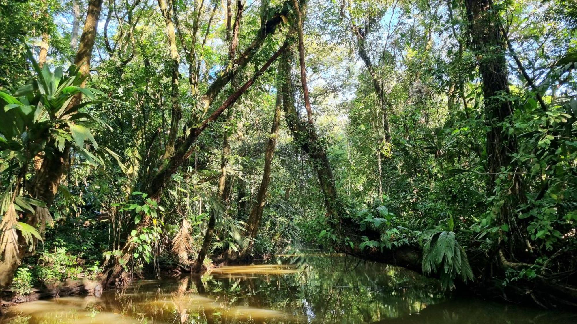 Wildlife Art Tortuguero Hotel Ngoại thất bức ảnh