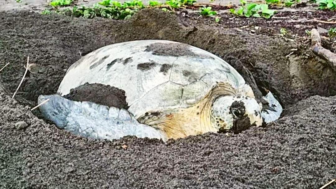 Wildlife Art Tortuguero Hotel Ngoại thất bức ảnh