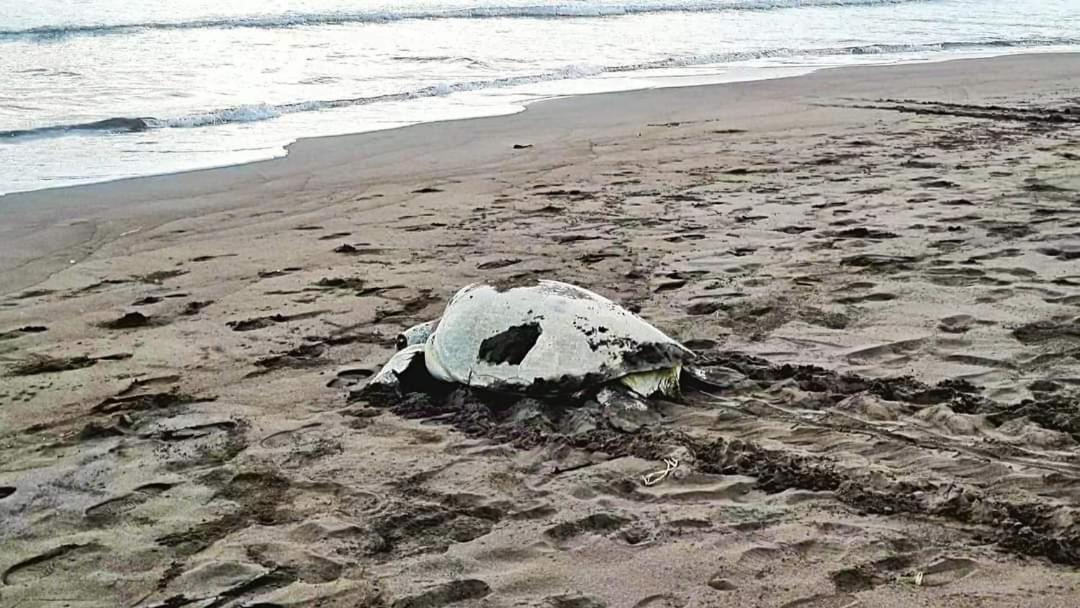 Wildlife Art Tortuguero Hotel Ngoại thất bức ảnh