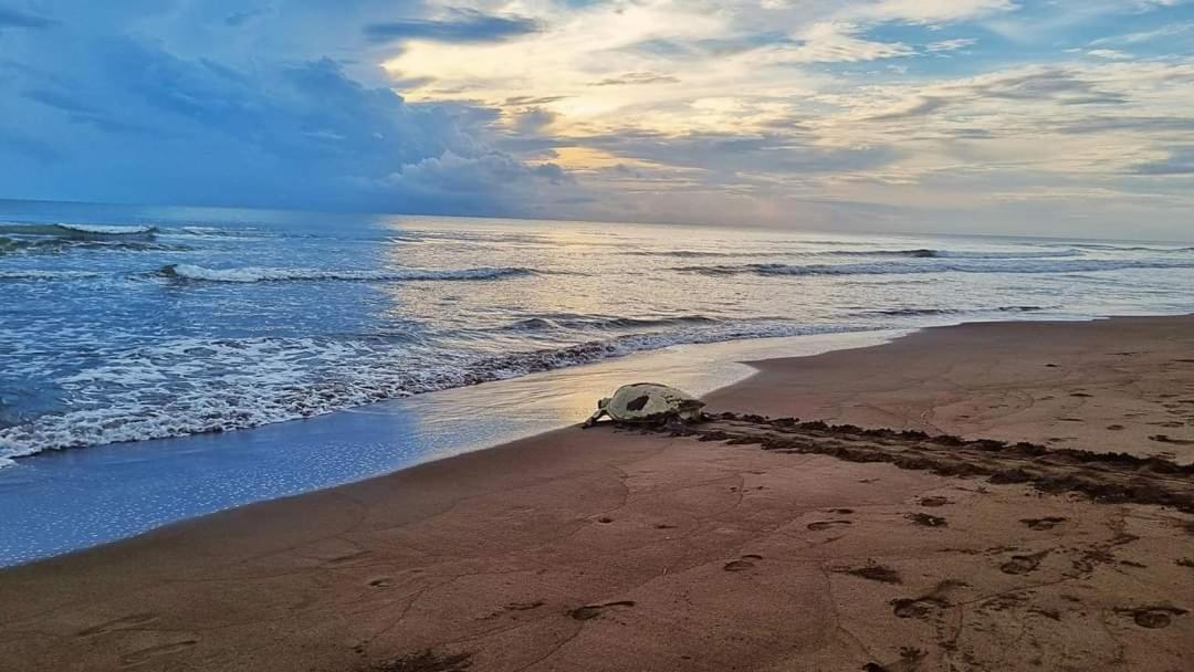 Wildlife Art Tortuguero Hotel Ngoại thất bức ảnh